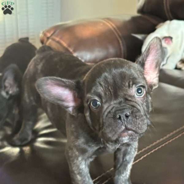 Sylvester, French Bulldog Puppy